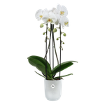 vibes fold orchid high 12,5cm transparente